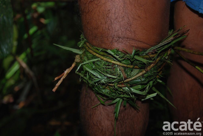 Plantas de Cura
